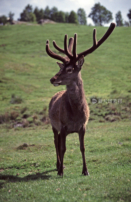 Red Deer stag